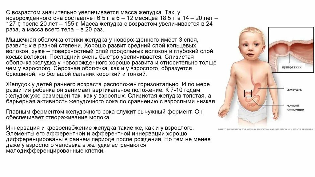 Ленивый желудок симптомы. Желудок детей раннего возраста. Желудок новорожденных.