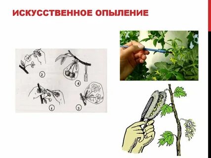Опыление человеком