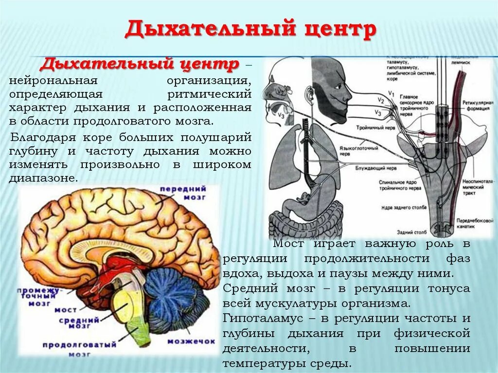 В продолговатом мозге находится нервный центр. Схему взаимосвязи отделов дыхательного центра.. Дыхательный рефлекс отдел мозга. Структурная организация дыхательного центра. Дыхательный центр в мозге.