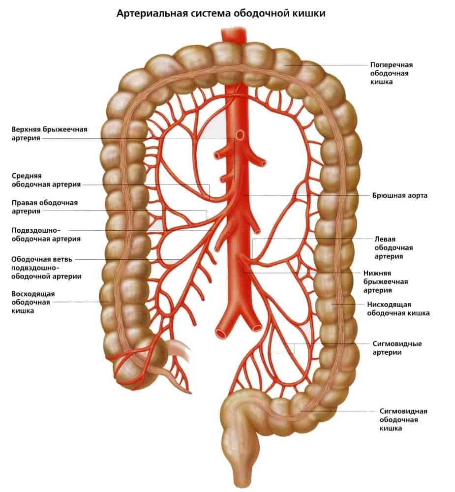 Верхняя часть толстая. Кровоснабжение толстой кишки анатомия. Кровоснабжение Толстого кишечника анатомия. Кровоснабжение ободочной кишки анатомия. Ветви верхней брыжеечной артерии.