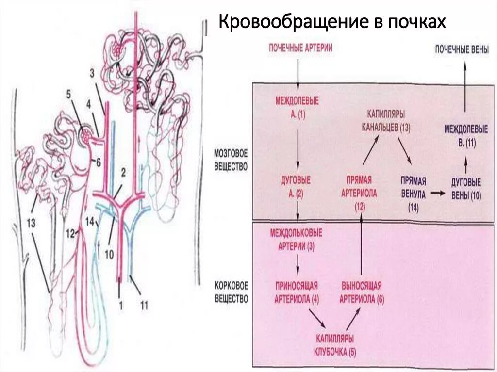 Какие капилляры в почках. Кровоснабжение почки гистология схема. Особенности кровоснабжения почек схема. Кровеносные сосуды почки гистология. Нефрон почки гистология.