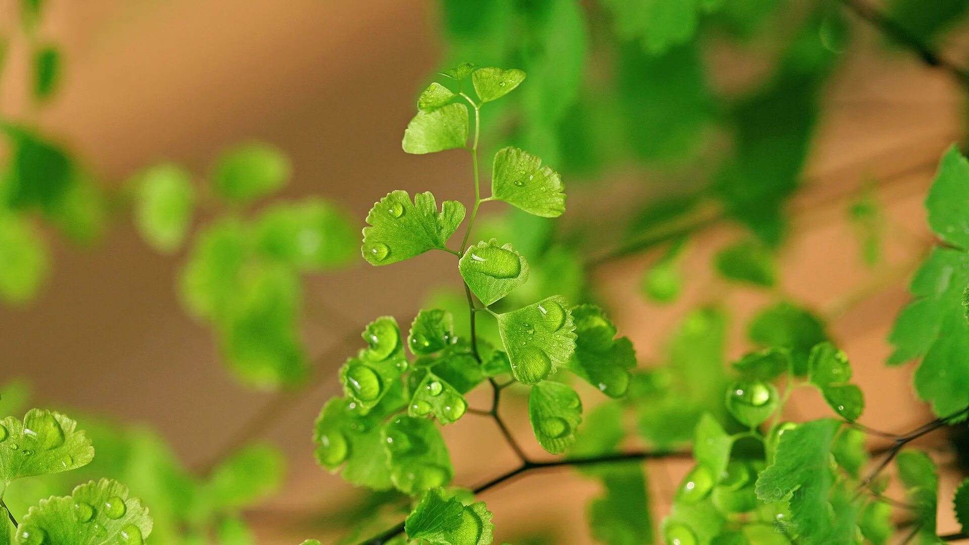 Адиантум. Зеленые цветы. Растения с зелеными цветками. Адиантум обои. Green hriy1