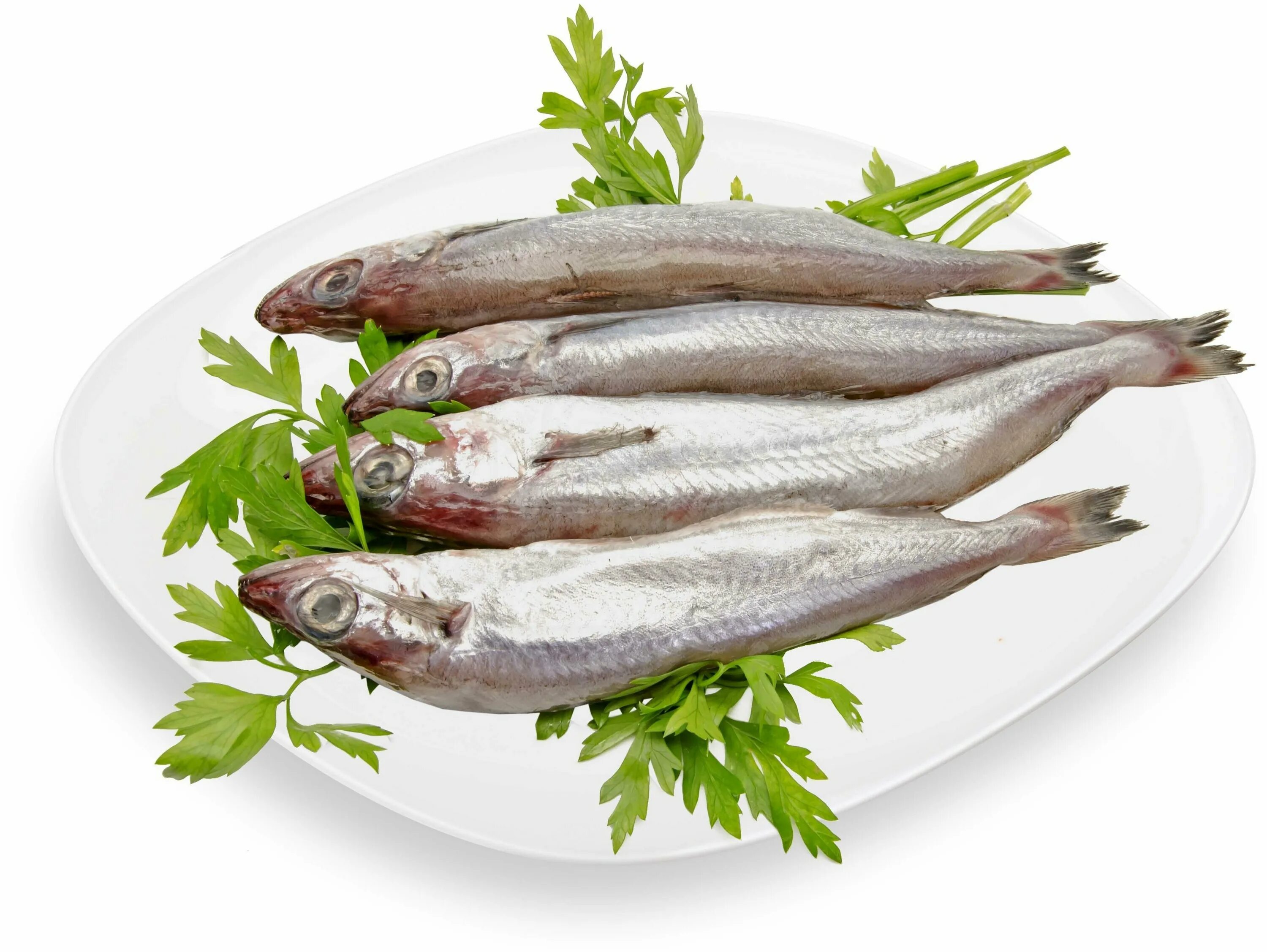 Путассу рыба филе. Рыба путассу свежемороженая. Путассу малек. Рыба путассу свежемороженая. Северная путассу.