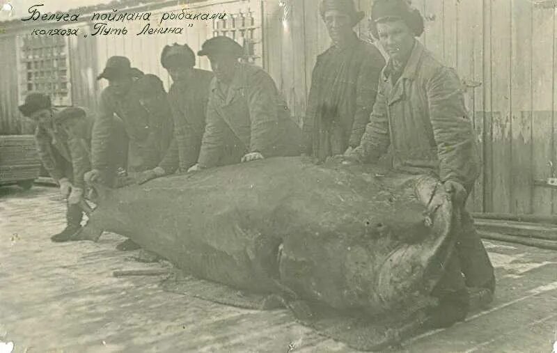 1800 сом. Тетюши Белуга 1921. Белуга в Волге 1924 самая большая. Белуга выловленная в Волге в 1924.