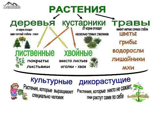 Услуги какие бывают окружающий. Окружающий мир третий класс виды растений. Виды растений 3 класс окружающий. Виды растений 1 класс. Окружающий мир тема растения.