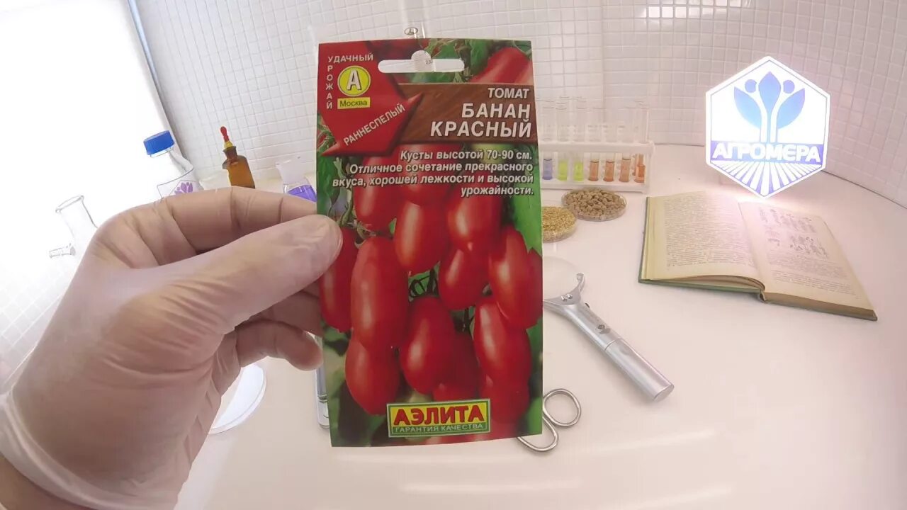 Томат сорт банан красный. Сорт помидор банан красный.