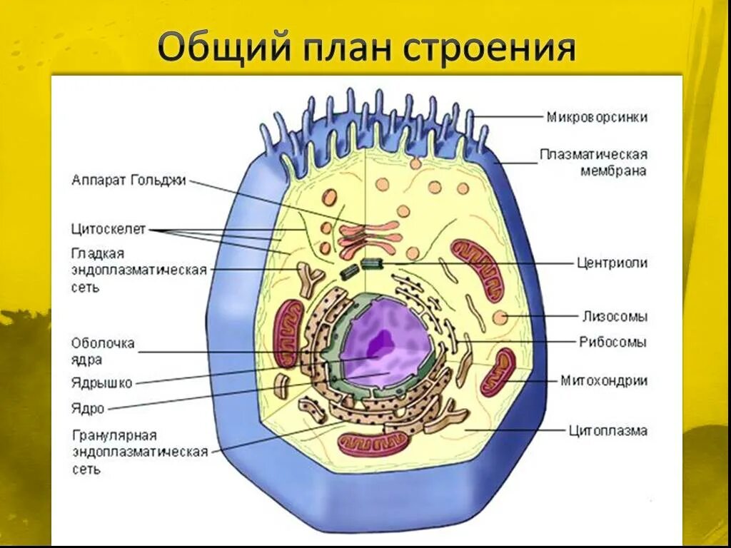 Какие структуры клетки распределяются. Строение эукариотической клетки животного. схема строения эукариотической клетки. строение эукариотической клетки структура клетки. строение эукариотической животной клетки.