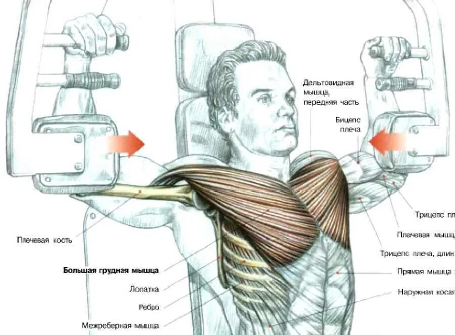 Упражнения в зале для грудных мышц мужчин. Упражнения на грудные мышцы. Упражнения для мышц грудины. Упражнения на верх грудных мышц. Тренажер бабочка для грудных мышц.