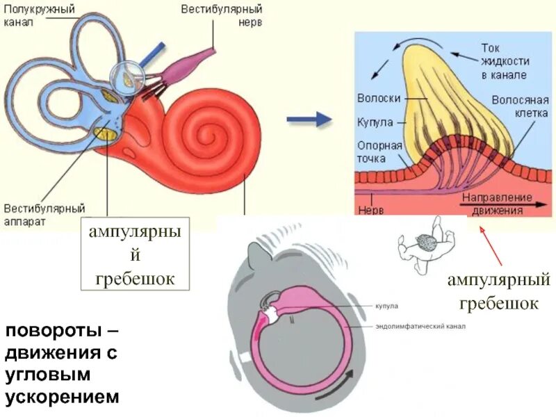 Орган равновесия вестибулярный. Ампулярные гребешки внутреннего уха. Гребешки вестибулярного аппарата. Вестибулярный аппарат гребешок строение. Строение вестибулярного аппарата ампула.