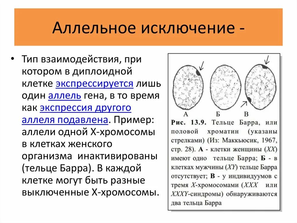 Аллельное исключение пример. Взаимодействие аллельных генов аллельное исключение. Аллельное исключение примеры у человека. Аллельное исключение это в генетике примеры.