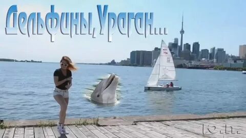 Дельфин в ураган банд