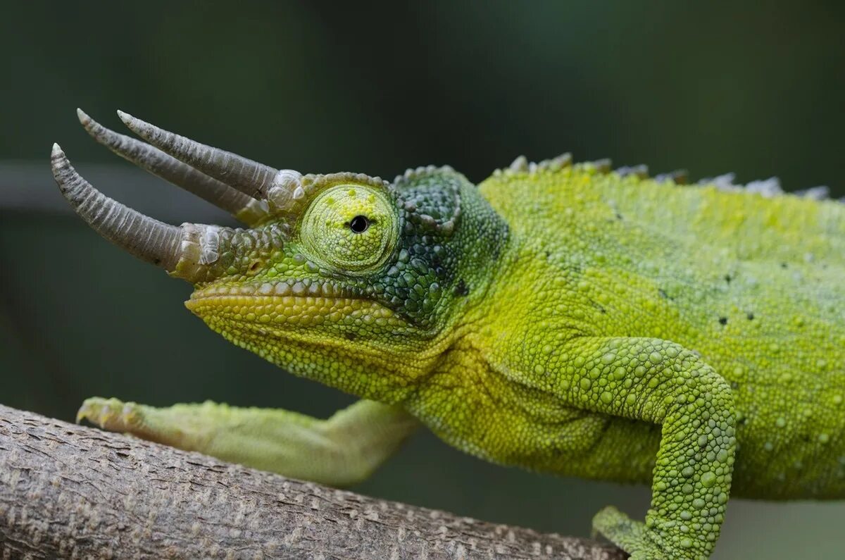Заголовок хамелеон. Хамелеон джексона (trioceros jacksonii). трехрогий хамелеон. хамелеон йеменский шлемоносный. бородавчатый хамелеон.