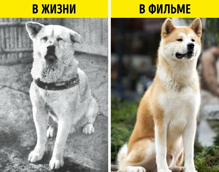 Как выглядит хатико собака Лайк, если тоже думаете, что акита-ину прелестны! #зооград # #зоомагази