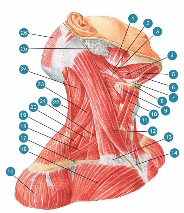Мышцы шеи анатомия. Строение мышц шеи сзади. Кивательные мышцы шеи анатомия. Мышцы шейно-воротниковой зоны сзади. Надподъязычные мышцы шеи анатомия.