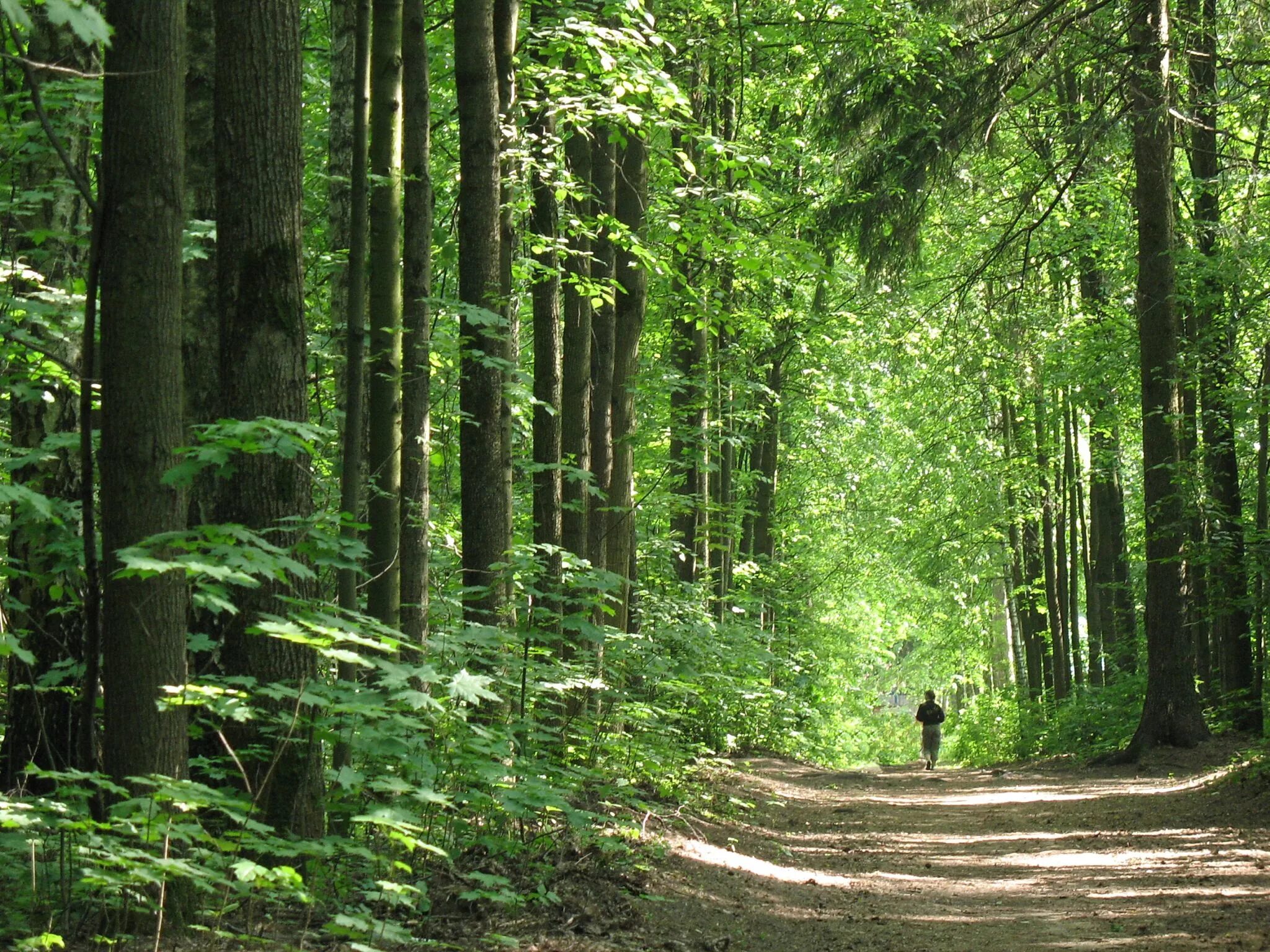 лес в городе летом. красивые лесные аллеи. дорога в лесу. томилинский лесопарк дзержинский. парк солнечный остров.