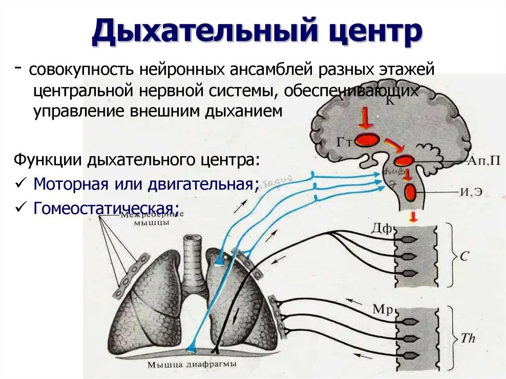 Содержит центры дыхательных рефлексов. Структура и функции дыхательного центра. Схему взаимосвязи отделов дыхательного центра.. Структура дыхательного центра физиология. Дыхательные центры физиология схема.