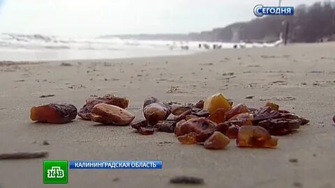 Янтарная лихорадка