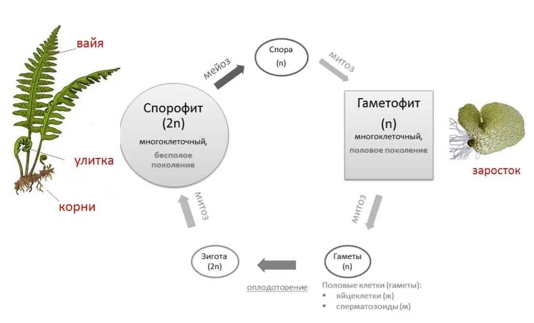 Гаметофит спорофит схема