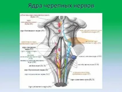 Какие ядра черепных нервов в продолговатом мозге