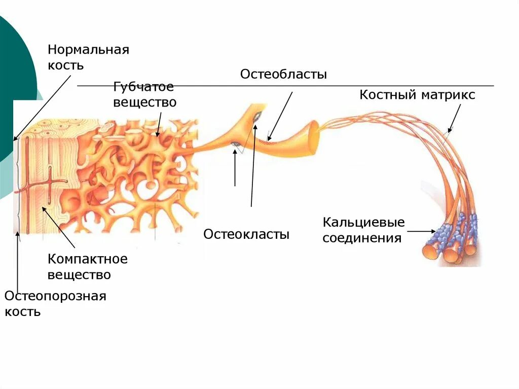 Вещества матрикса