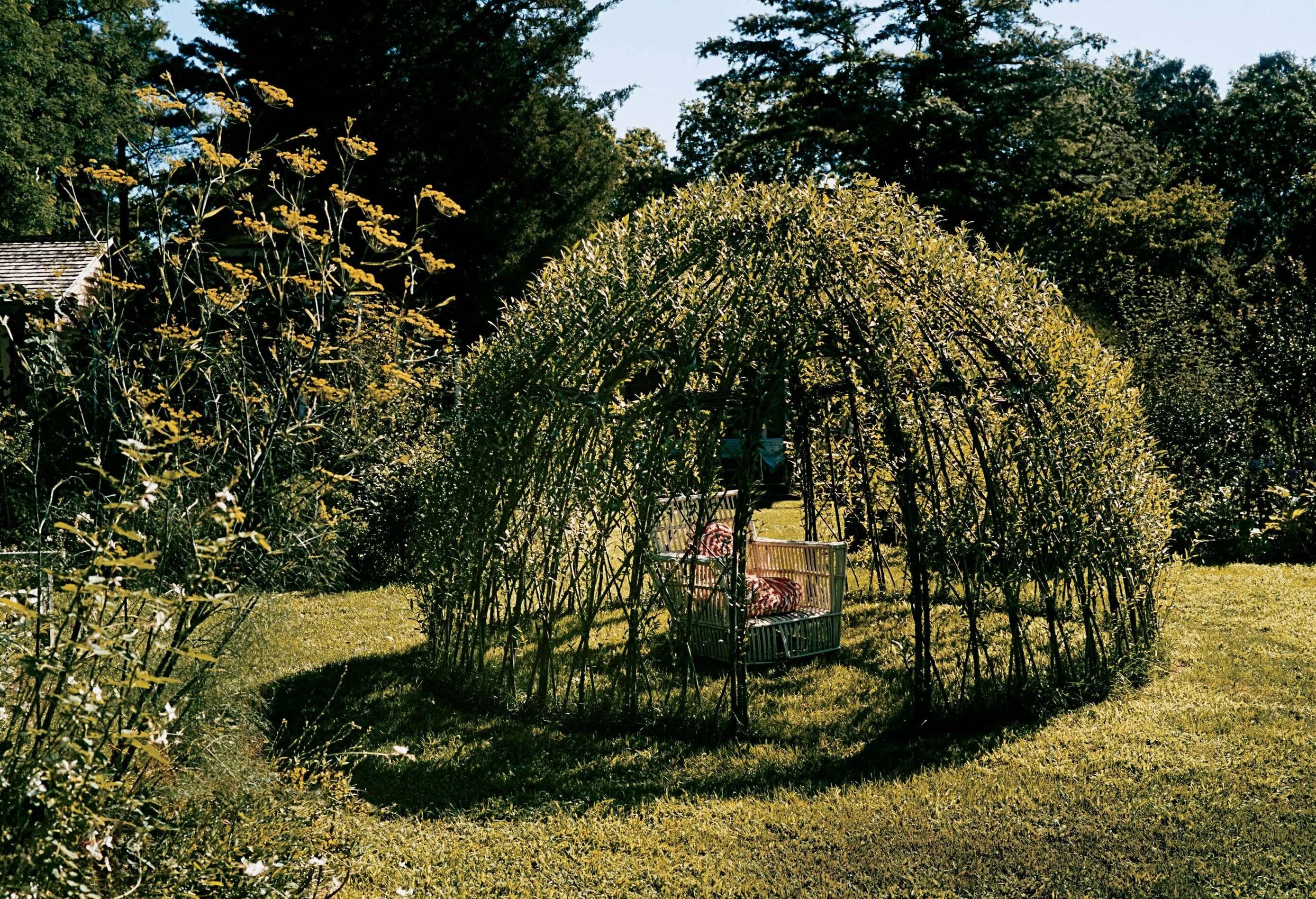 Ива на плетеном штамбе. Живая беседка из ивы русская ива. Ива плетеная живая. Ива плакучая для живой изгороди. Плетение живой изгороди из ивы.