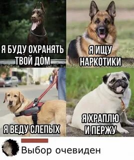 Я съел твою собаку