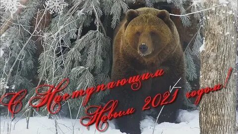 Год медведя