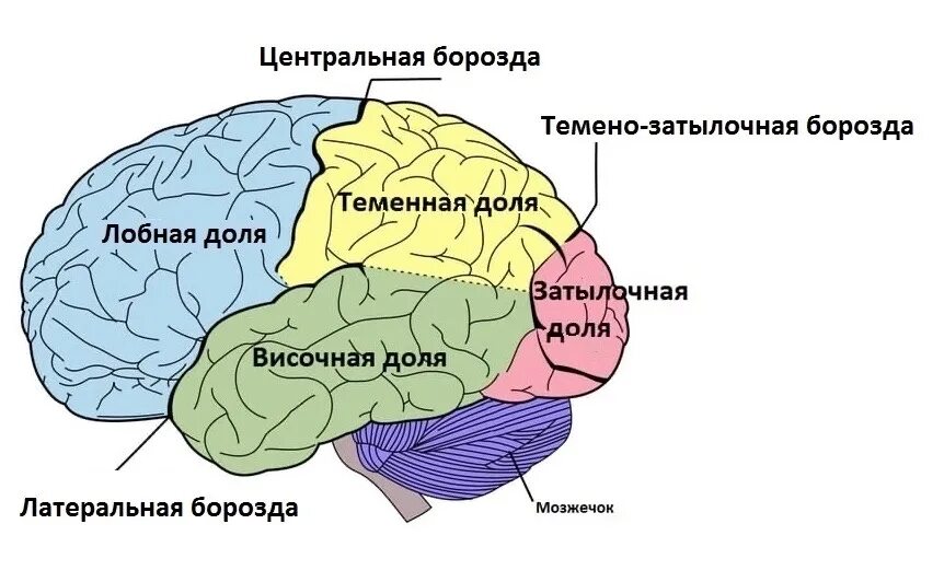 Доли головного мозга. Строение головного мозга человека. Мозг человека схема. В каждом полушарии долей