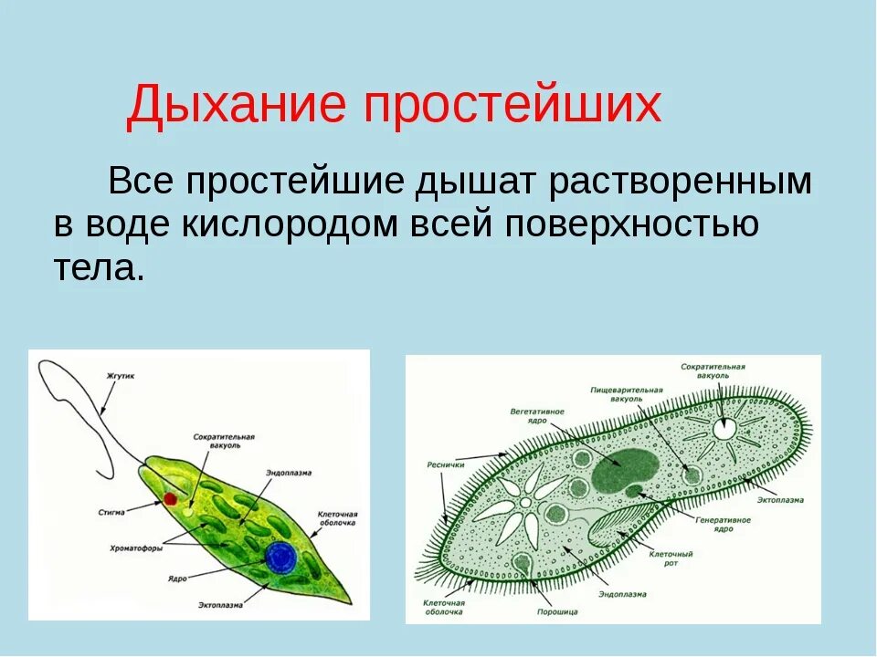 Строение типа простейшие. Тип простейшие дыхательная система. Строение дыхательной системы простейших. Система дыхания у одноклеточных. Простейшие дышат.