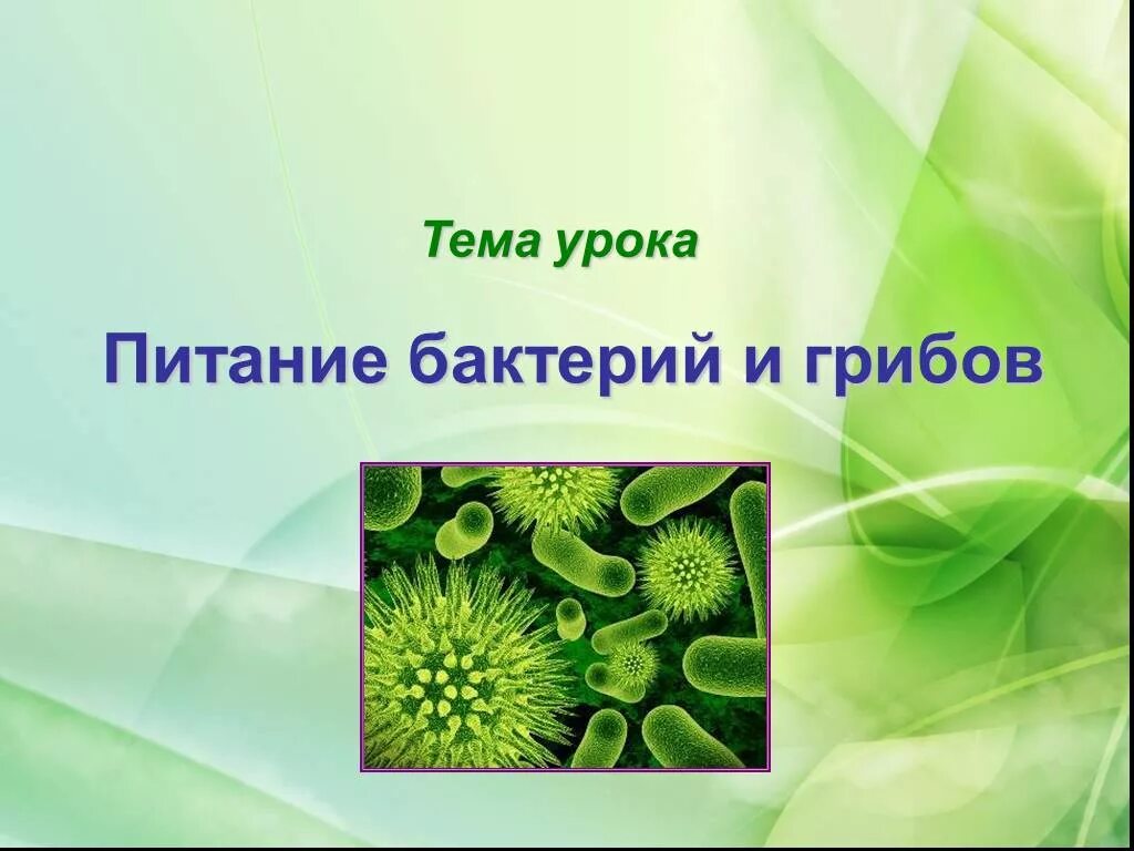 Урок в классе по биологии фгос. Питание бактерий и грибов. Питание бактерий и грибов 6 класс биология. Тема урока биология. Питание бактерий и грибов 6 класс.