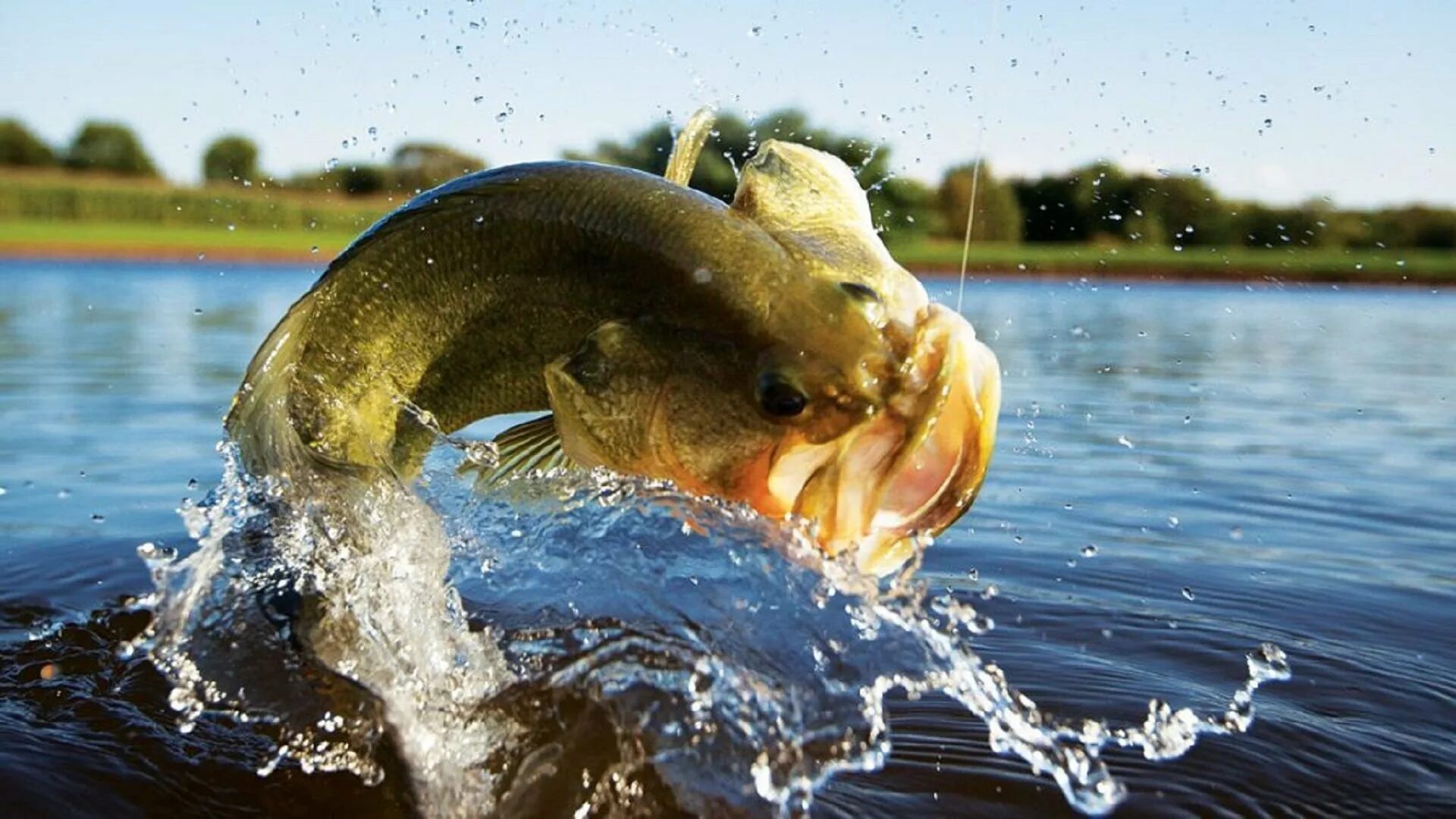 Рыбу ловить крючок. Рыба выпрыгивает из воды. Рыба в озере. Вываживание крупной рыбы. Рыба в реке.