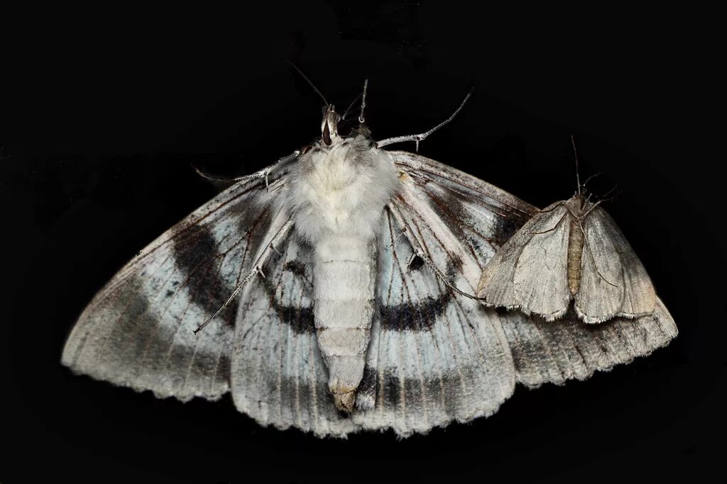 мотылек богонга. мотыльки холидей. мотылек богонга. мотылек в комнате. Dryocampa rubicunda гусеница.