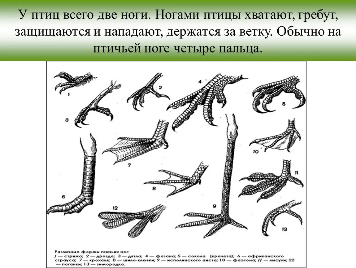 У птиц ноги или лапы. Строение ноги птицы. Лапы птиц с названиями. Строение лапы птицы.