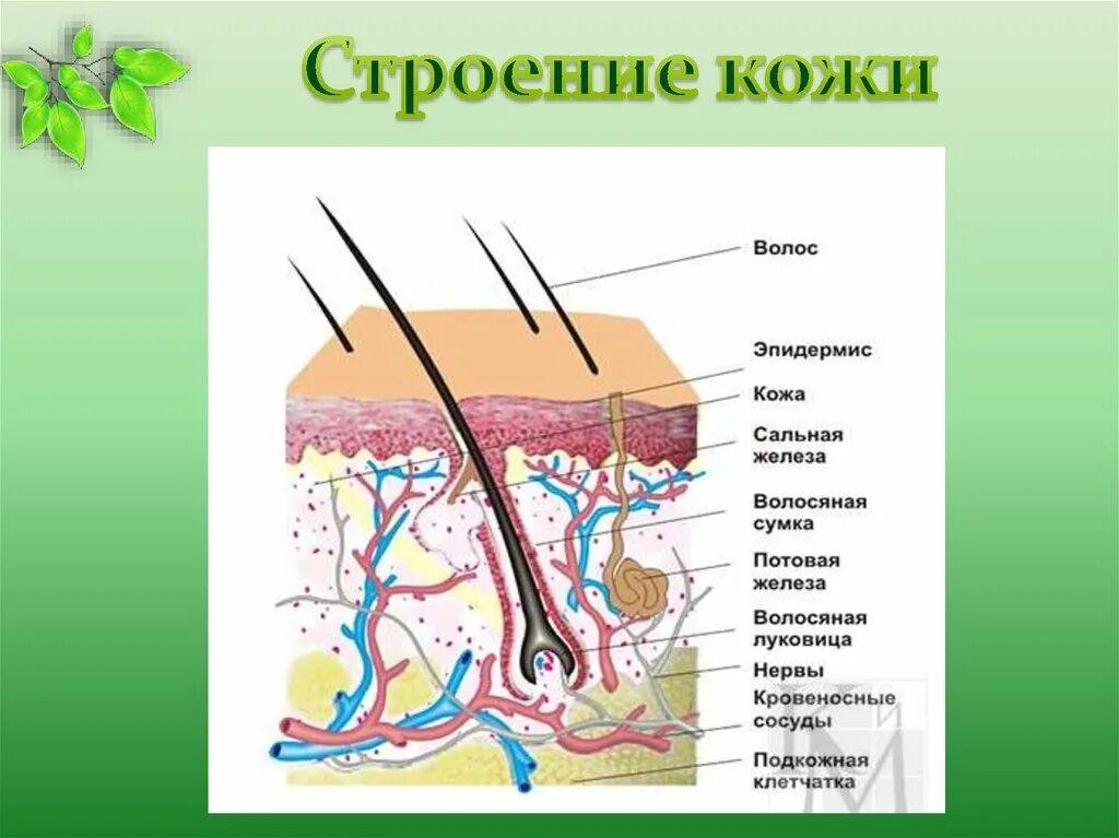 Где расположены корни волос потовые и сальные. Строение кожи. Строение кожи и волоса. Строение кожи для детей. Строение кожи головы.