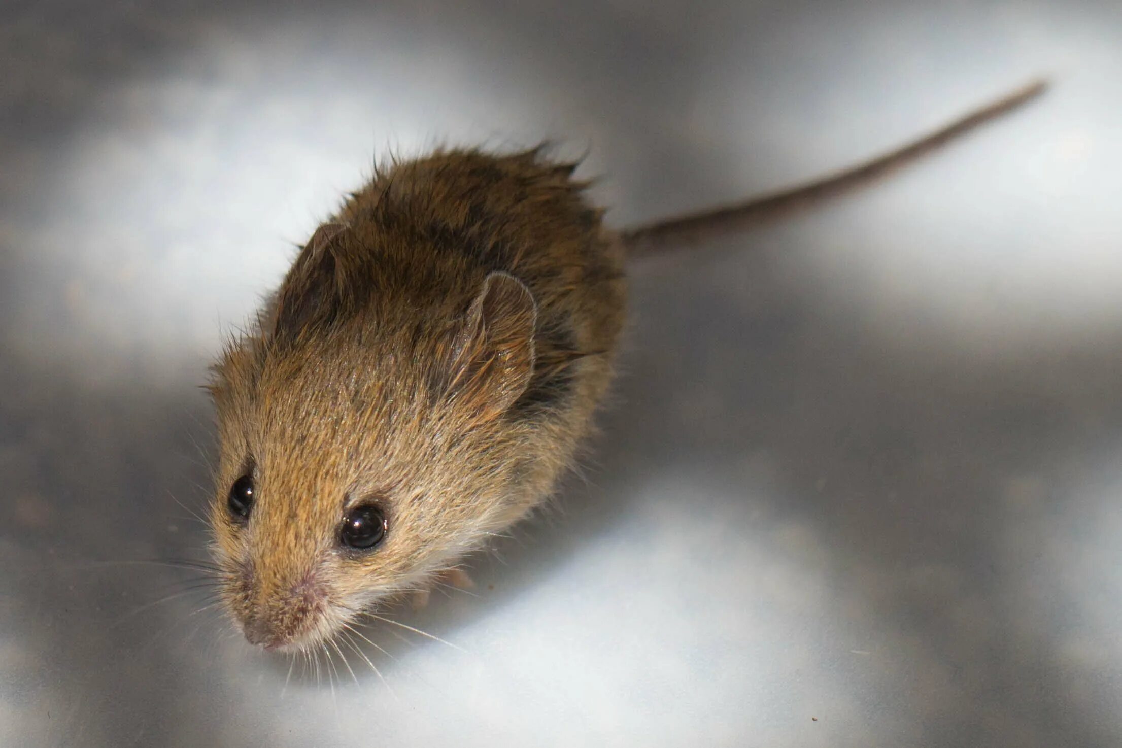 Скорость мыши полевой. Кавказская мышовка. Мышь Малютка полевка. Степная мышовка. Полевка мышонок маленький.