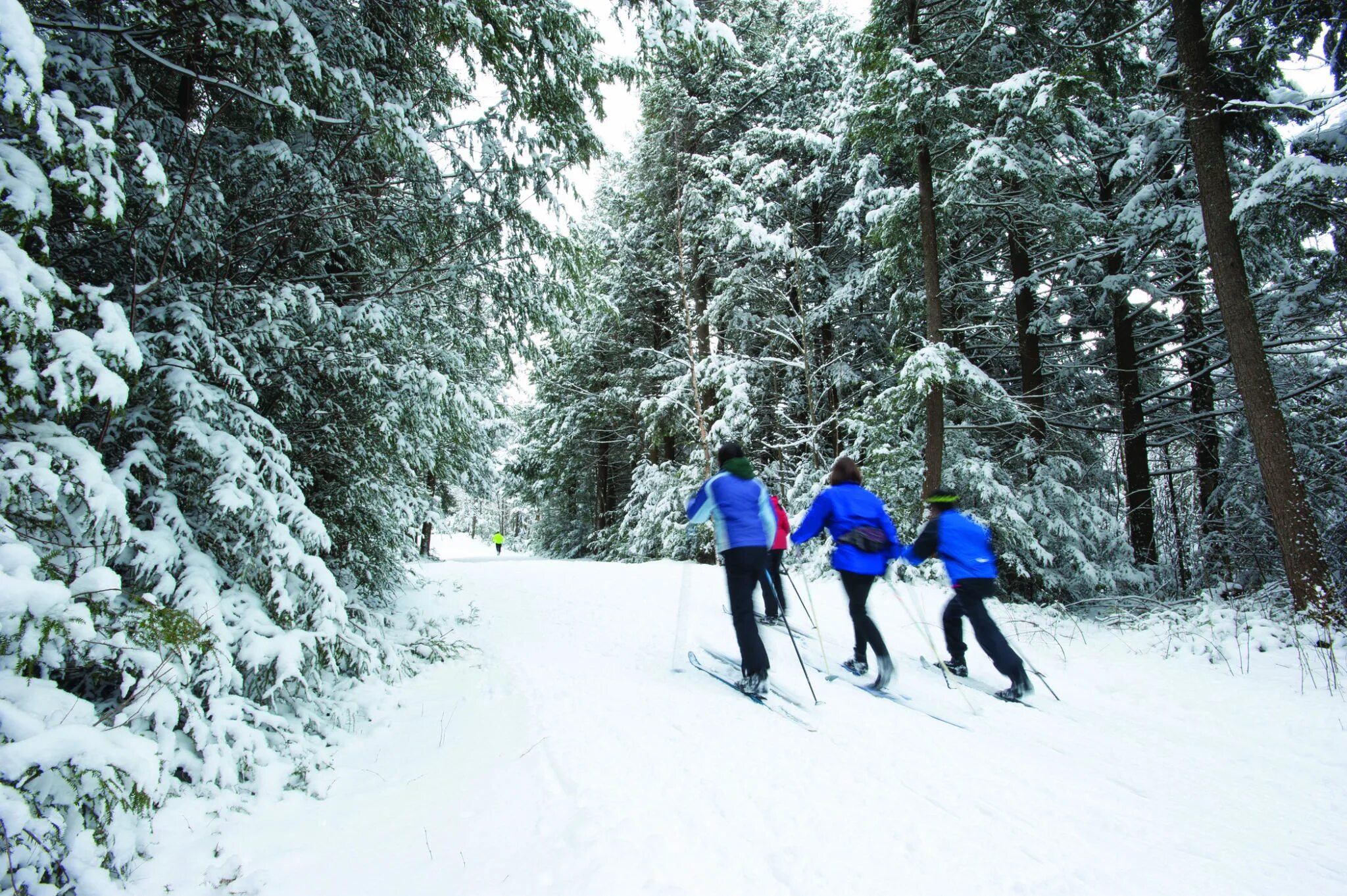 Лыжник в лесу. Лыжи парк. Лыжник булыжник. Cross Country Ski elan.