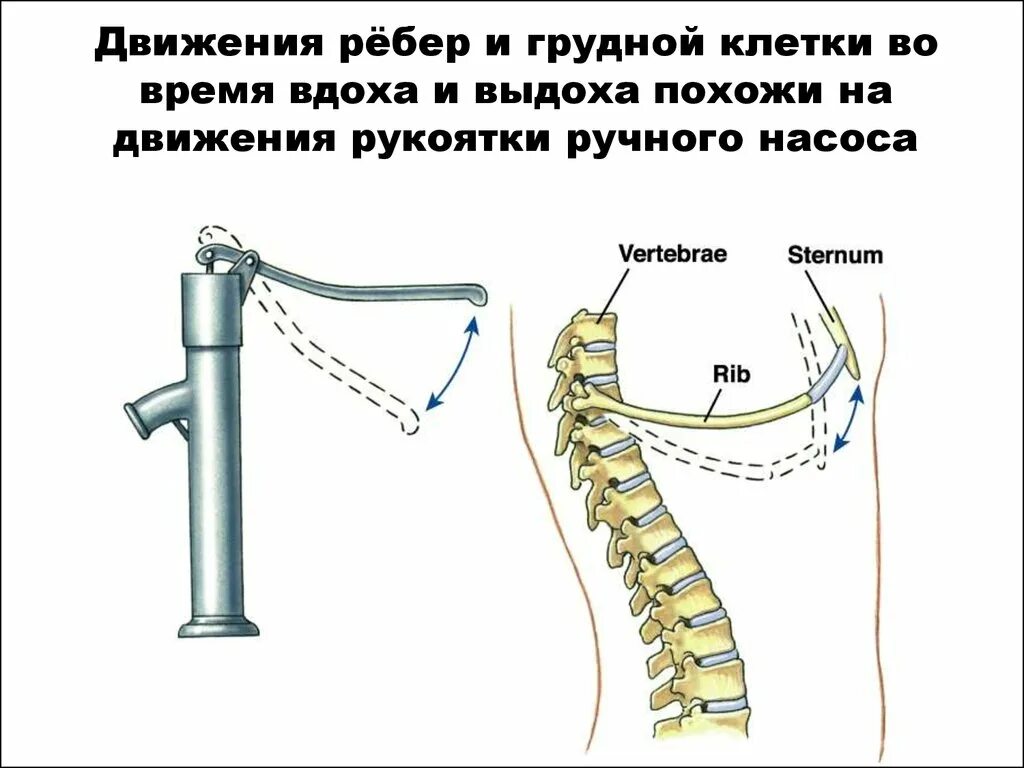 Грудная клетка при вдохе приподнимается. Движение ребер. Движение грудной клетки. Движение ребер при дыхании. Движение верхних ребер.