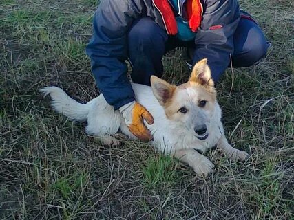 Собаки красноярск