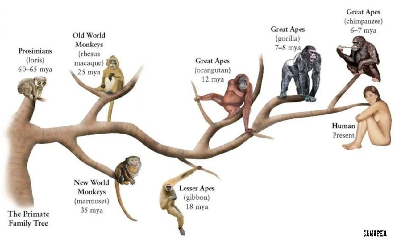 Evolution from the big tree