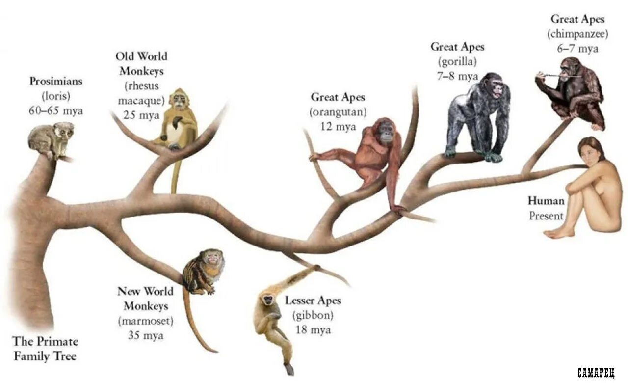 Филогенетическое Древо приматов. Филогенетическое дерево homo sapiens. Филогенетическое Древо хомосапиенс. Хомо сапиенс дерево. Как появились обезьяны