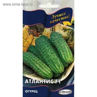 Огурцы сорт атлантис