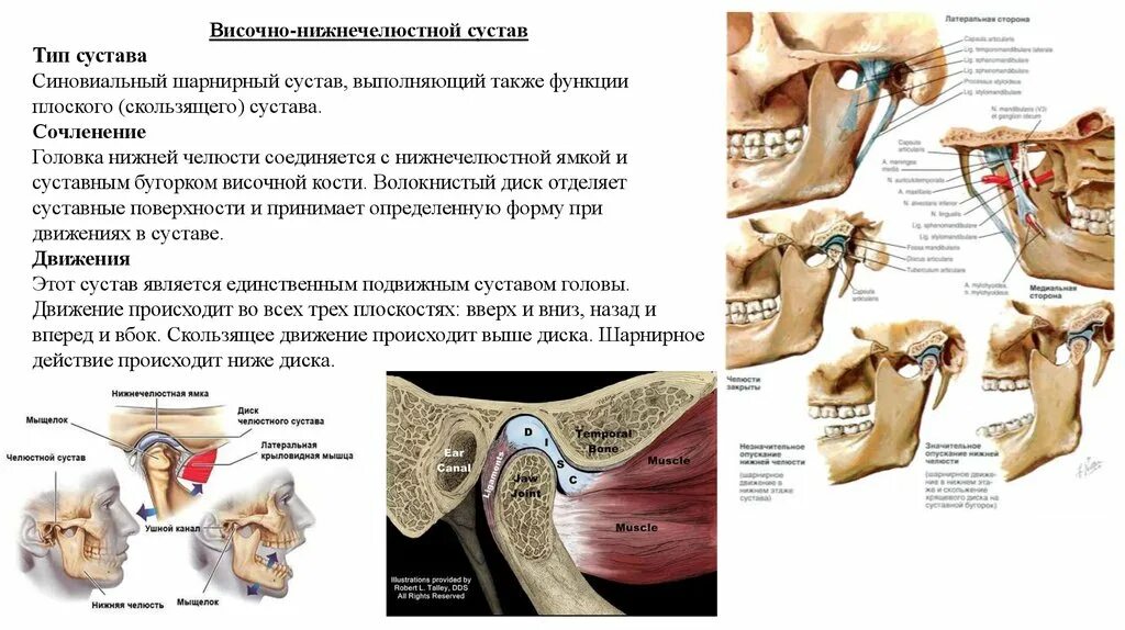 Соединение нижнечелюстной и височной кости. Синовиальная мембрана височно нижнечелюстного сустава. Суставной бугорок ВНЧС. Суставная впадина височно-нижнечелюстного сустава. Строение сустава ВНЧС.