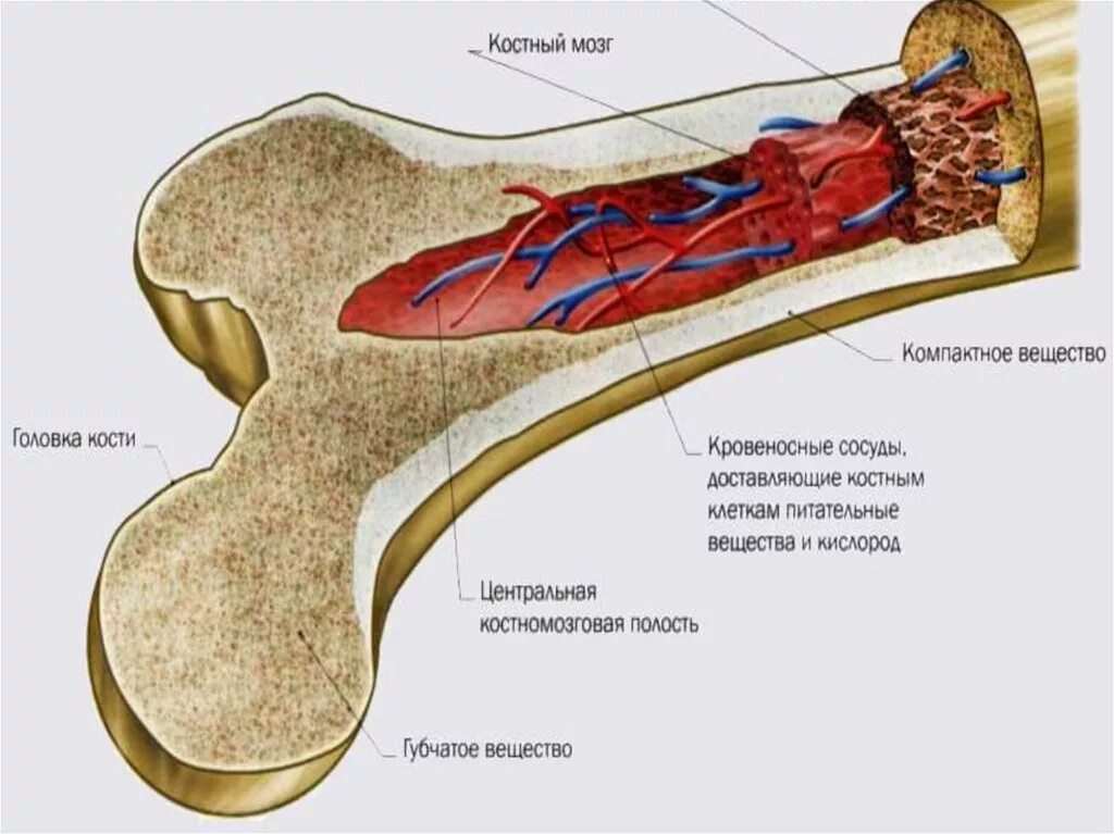 Строение кости желтый костный мозг. Строение кости красный и желтый костный мозг. Красный костный мозг функция кроветворения. Кроветворная функция костного мозга.