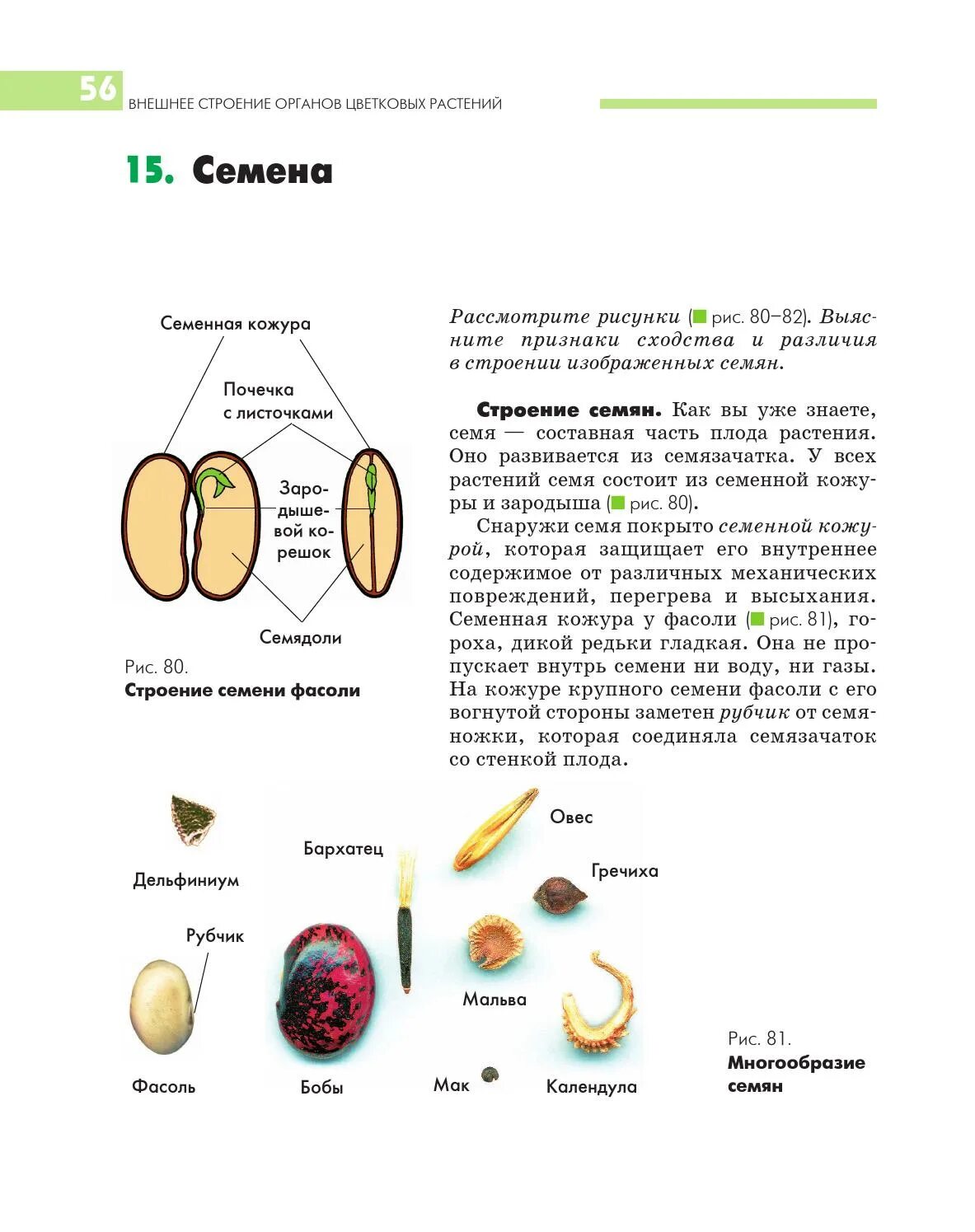 Какую функцию выполняет семена кожура. Строение плода и семени. Строение семени цветковых растений. Семя и плод строение и функции. Строение плодов цветковых растений.