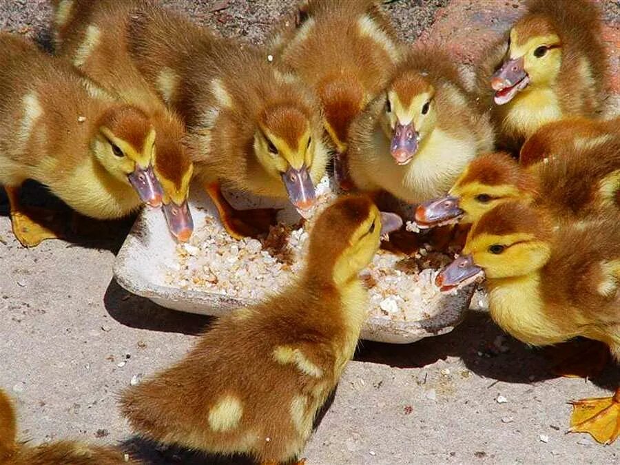 зерно уткам. чем кормить диких уток. корма для уток. чем можно кормить уток зимой. кормежка уток.