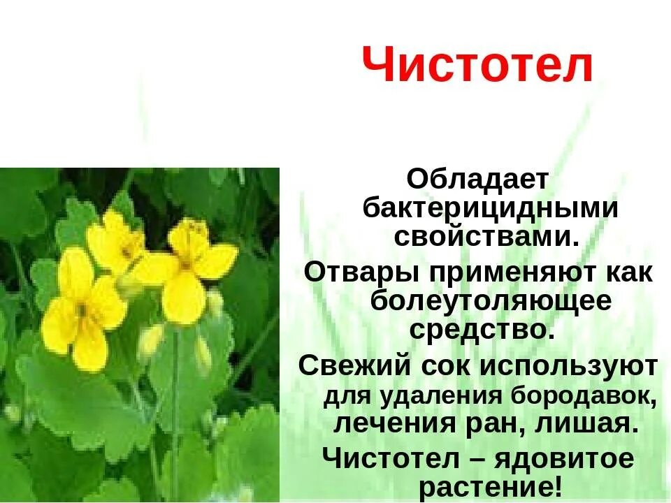 Чистотел для чего применяется. Лекарственные растения чистотел. Чистотел большой лекарственное растение. Чистотел краткая характеристика. Чистотел описание.