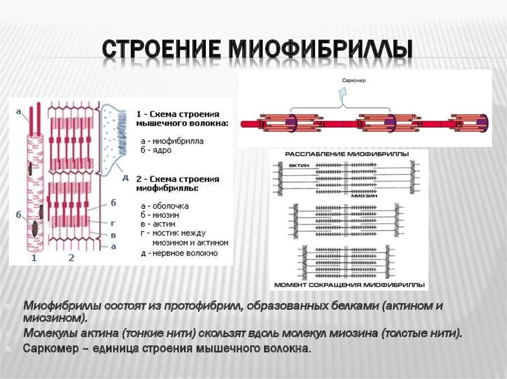 Миофибриллы состоят из. Схема структуры миофибриллы. Схема саркомера миофибриллы мышечного волокна. Структура миофибриллы саркомер. Структура мышечного волокна и миофибриллы.