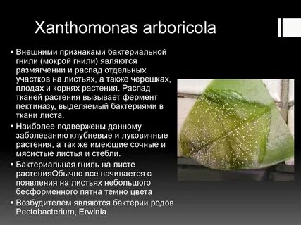 Болезни вызываемые растениями