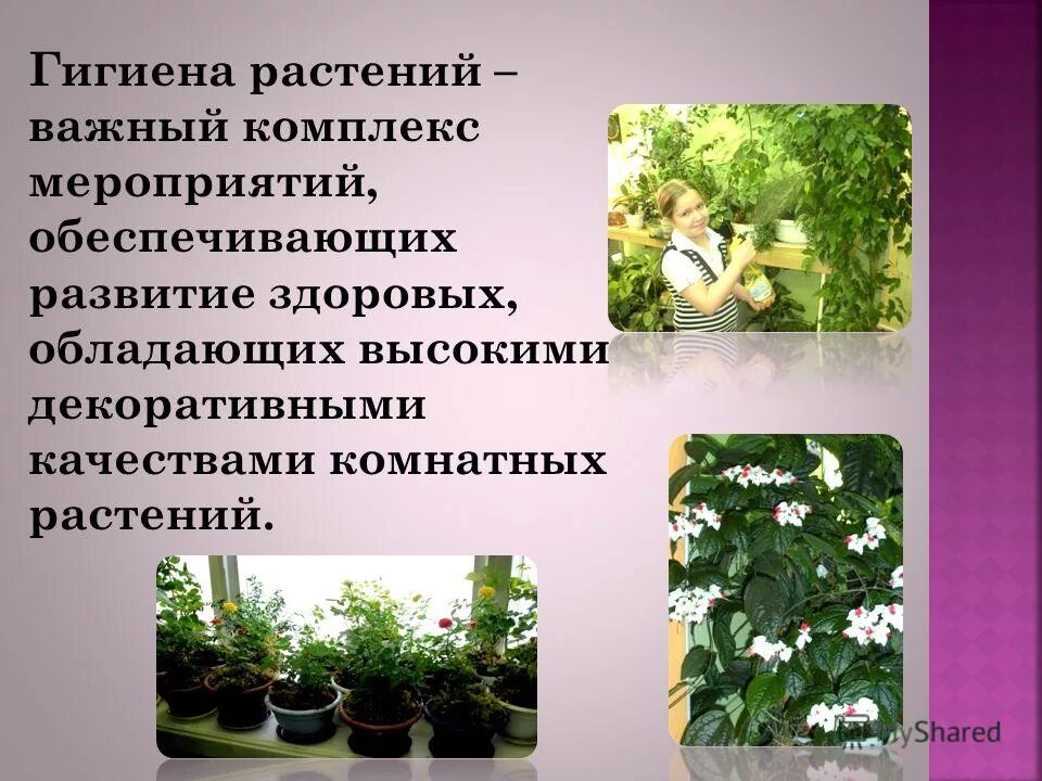 Одним важнейших растениями является. Одним важнейших растениями является
