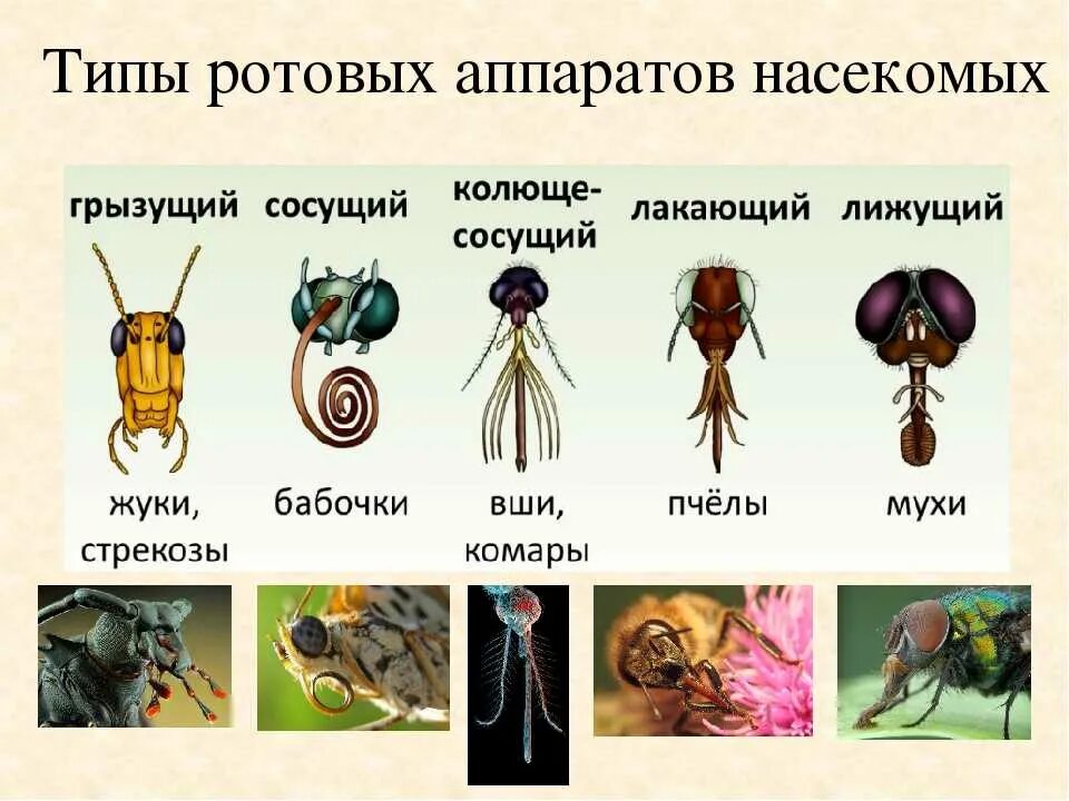 Ротовая полость насекомых. Различные типы ротовых аппаратов насекомых. Типы ротовых аппаратов насекомых с примерами. Ротовые аппаратынасекуомых. Строение ротового аппарата насекомых.